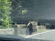IMG-0418.thumb.jpg.fef062d672ba22797cb4a6cede5a6145.jpg